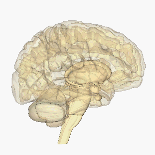 Brain Animation